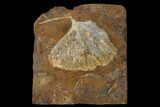 Fossil Ginkgo Leaf From North Dakota - Paleocene #136082-1